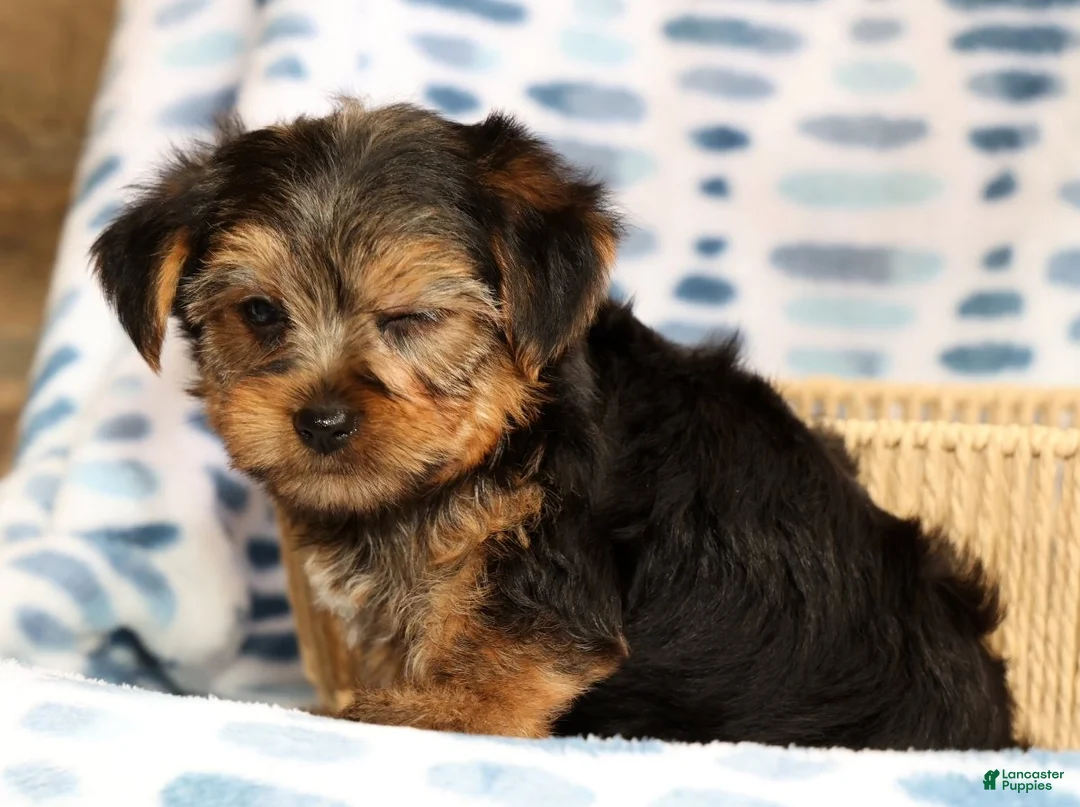 Yorkshire Terrier dogs for sale: Ally - Ad 2
