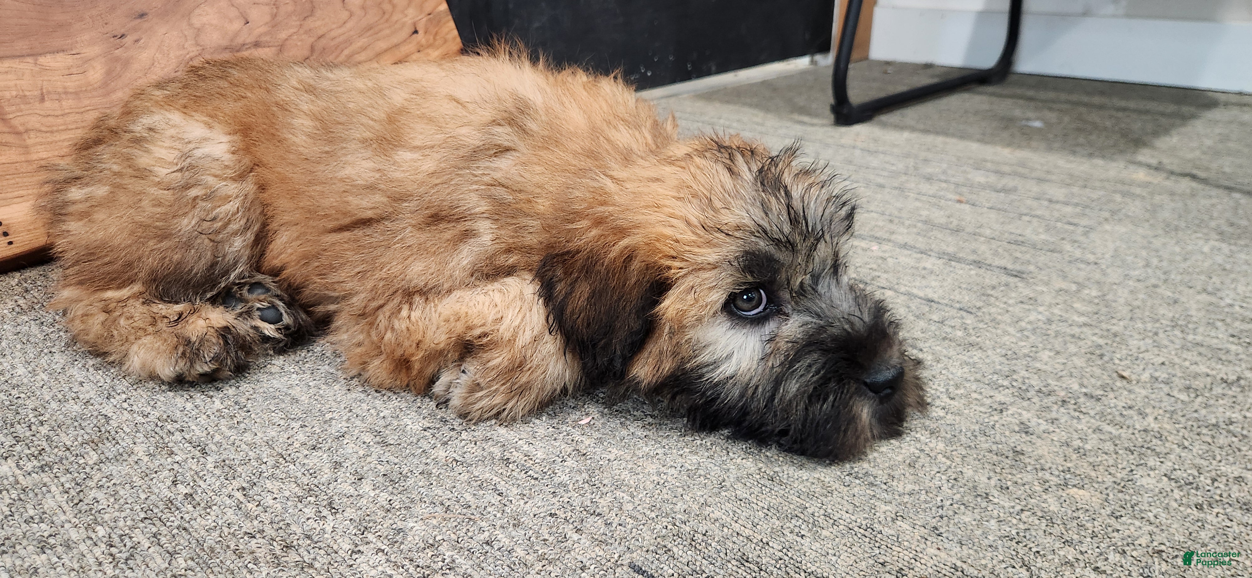 Soft Coated Wheaten Terrier dogs star - Ad 5