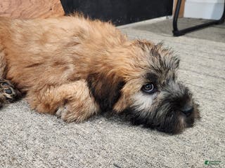 Soft Coated Wheaten Terrier dogs star - Ad 5