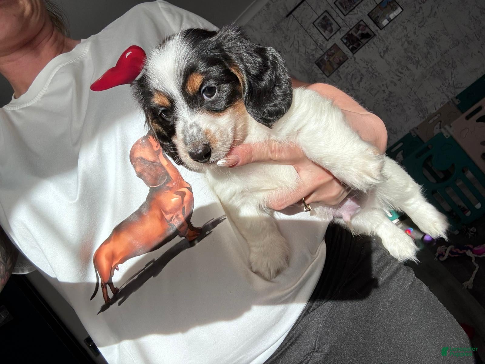 Miniature Dachshund dogs Miniature Dachshund Puppy 1 - Ad 28