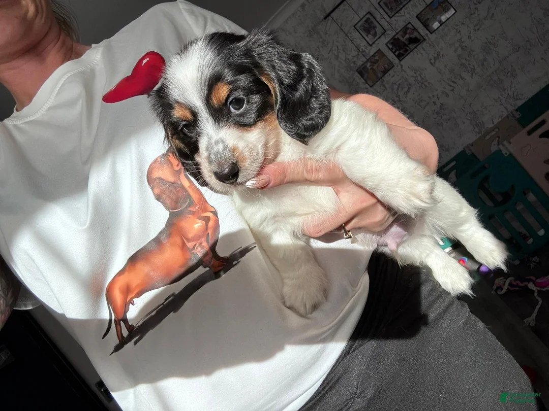 Miniature Dachshund dogs for sale: Miniature Dachshund Puppy 1 - Ad 1
