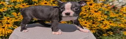 Boston Terrier dogs for sale: Twila  - Ad 2