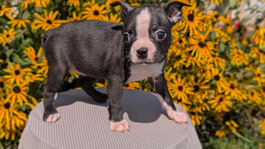 Boston Terrier dogs for sale: Twila  - Ad 2