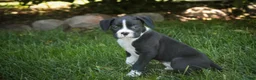 Boxer dogs for sale: Jones - Ad 3