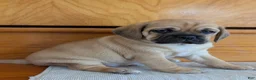 Puggle dogs for sale: Chuck  - Ad 9