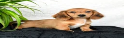 Miniature Dachshund dogs for sale: Worley - Ad 5