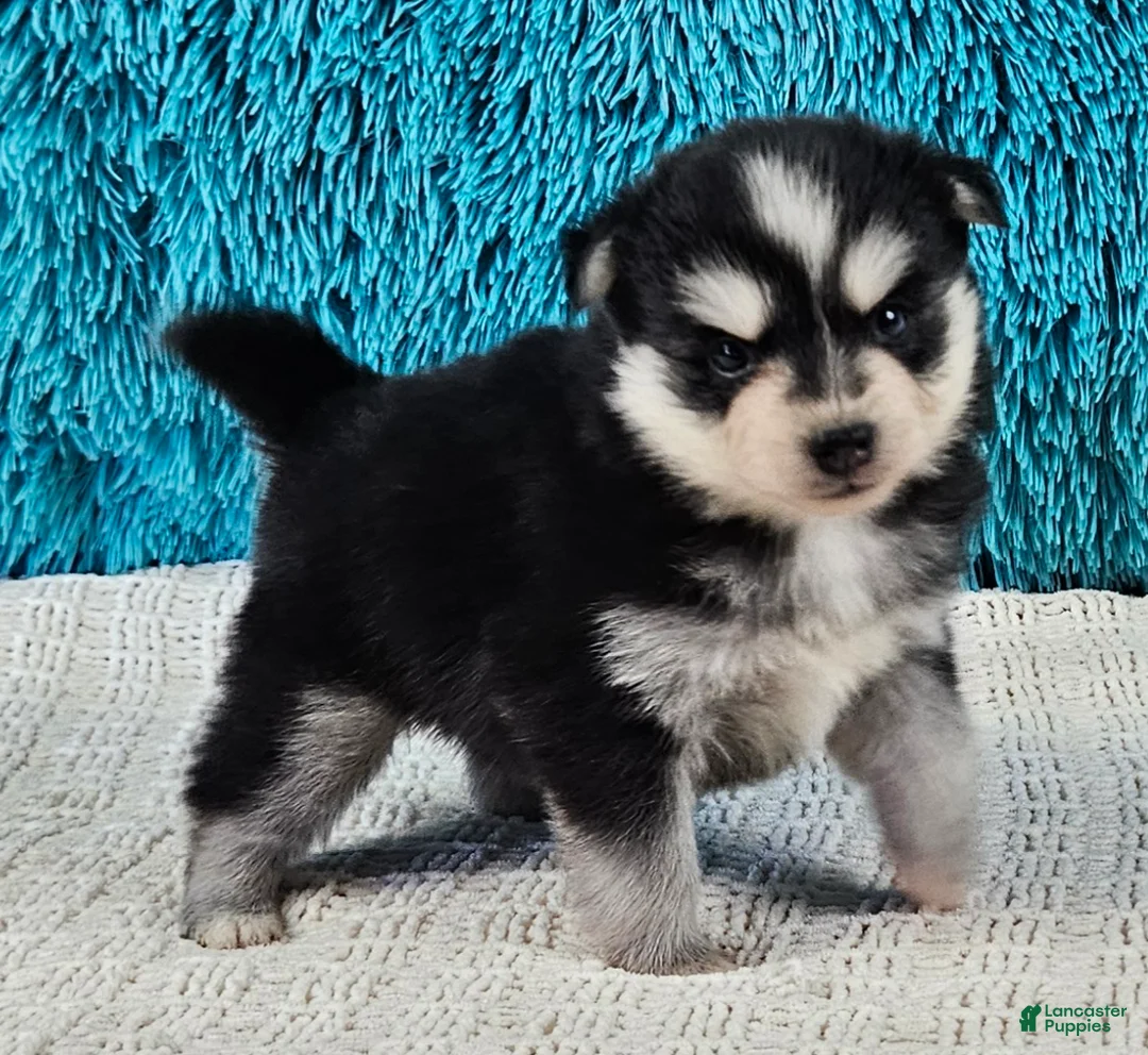 Pomsky dogs for sale: Ivy  - Ad 1