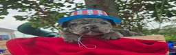Olde English Bulldogge dogs for sale: Marshall - Ad 11