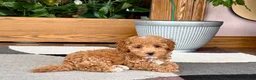 Maltipoo dogs for sale: Maltipoo 2 - Ad 5