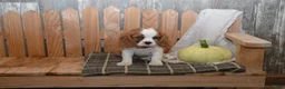 Cavalier King Charles Spaniel dogs for sale: Woodling - Ad 4