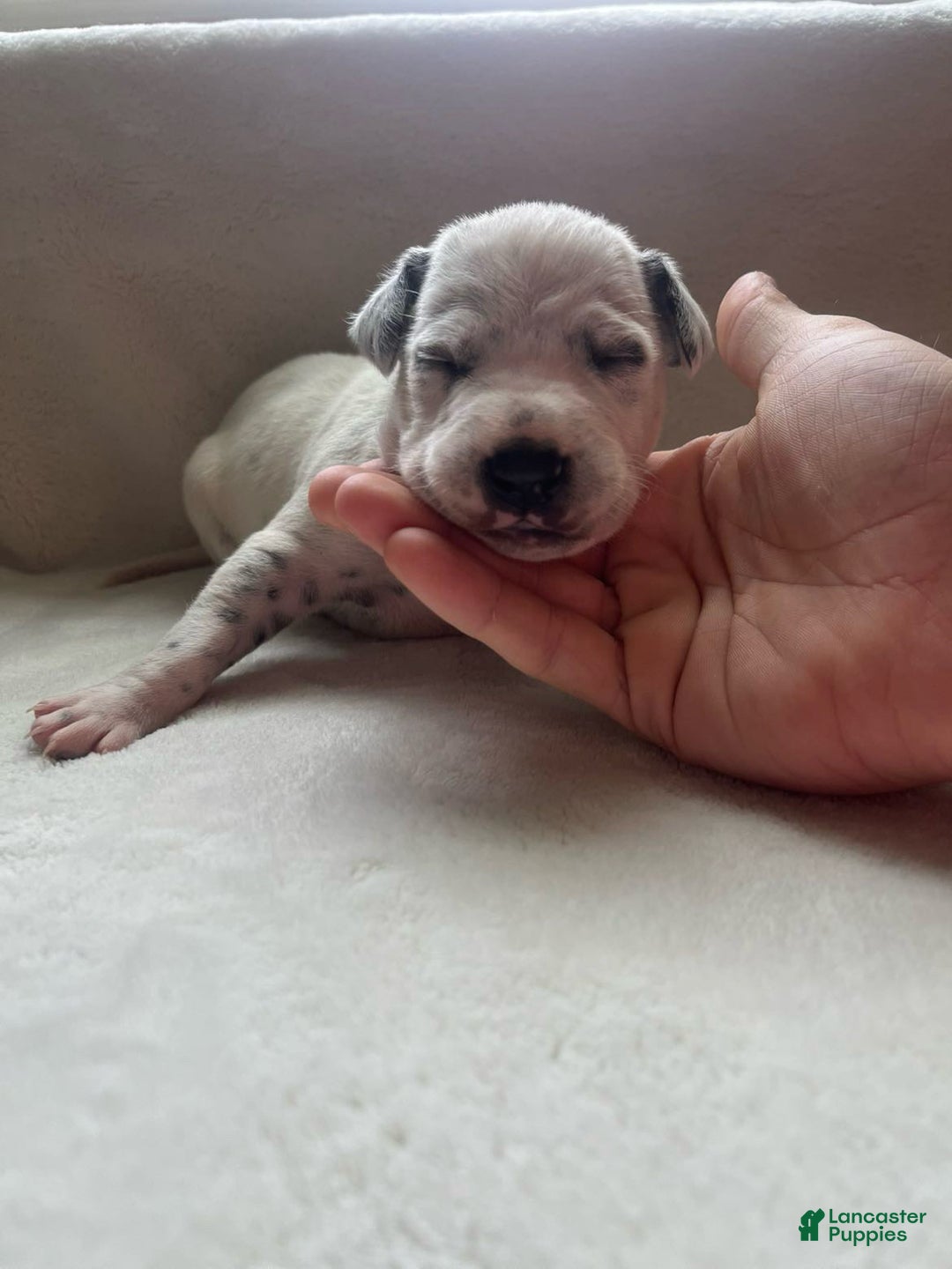 Dalmatian dogs for sale: Dalmatian Puppy 10 - Ad 2