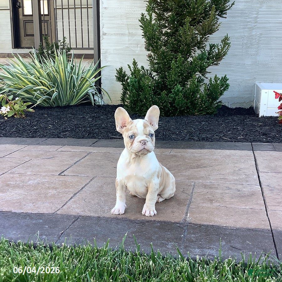 French Bulldog dogs Alexis - Ad 2