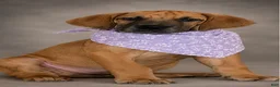 Great Dane dogs for sale: Dolly - Ad 6
