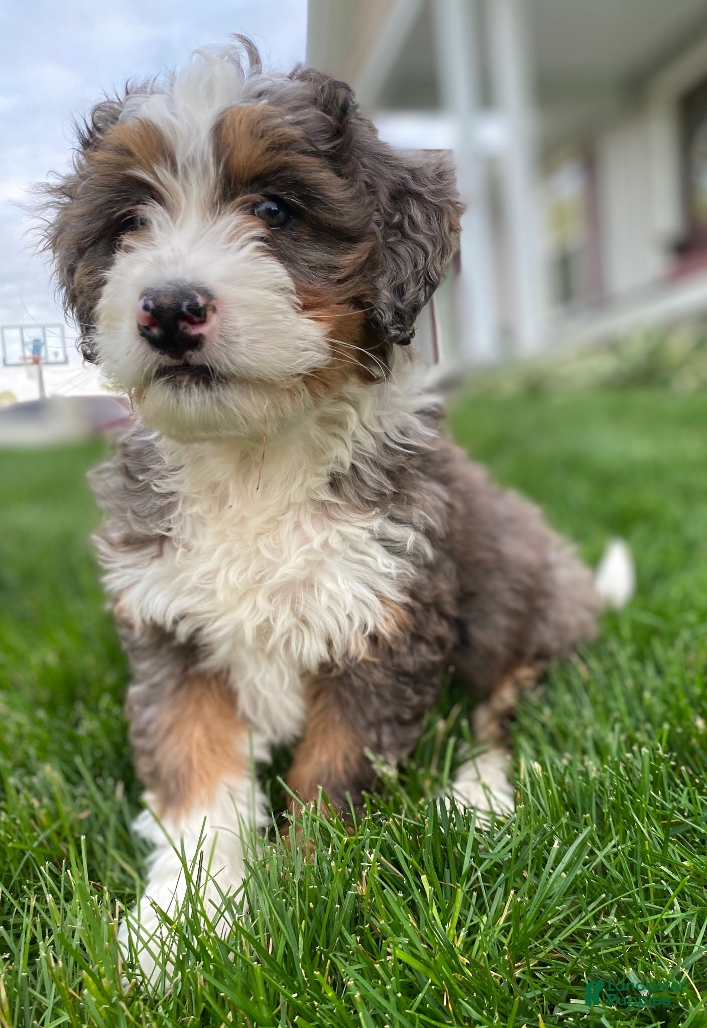 Mini Bernedoodle dogs Oliver - Ad 2