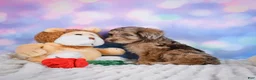 Miniature Poodle dogs for sale:  Penny - Ad 8