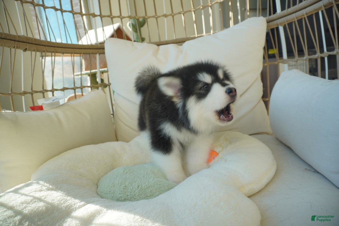 Alaskan Malamute dogs for sale: Xiao Zi - Ad 5