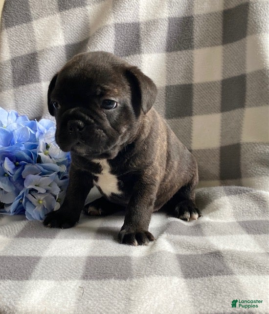 Frenchton dogs Roscoe - Ad 2