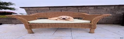 Golden Retriever dogs for sale: Gabby - Ad 6
