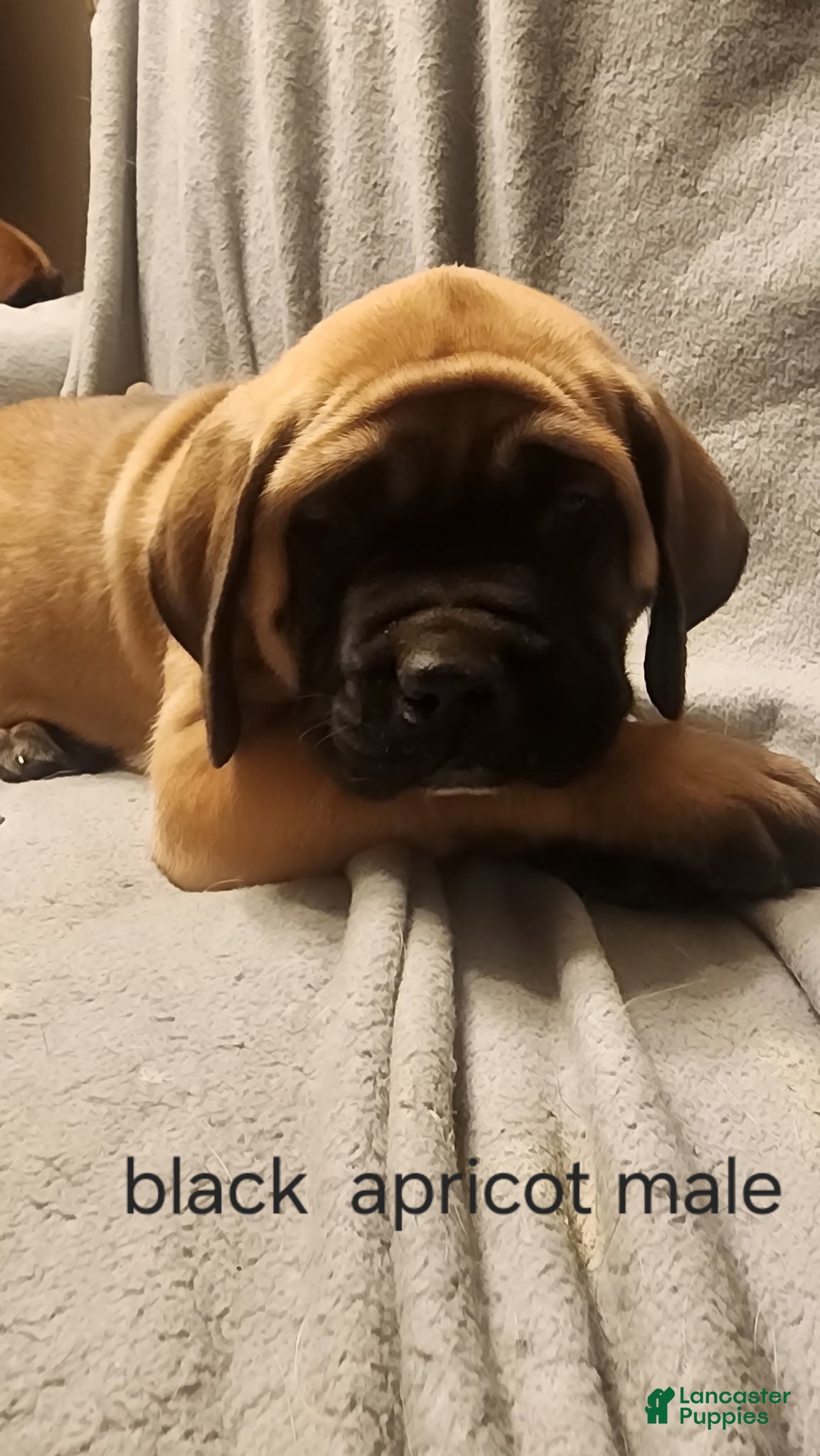 English Mastiff dogs English Mastiff Puppy 6 - Ad 25