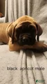 English Mastiff Puppy 6