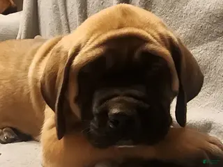 English Mastiff dogs English Mastiff Puppy 6 - Ad 25