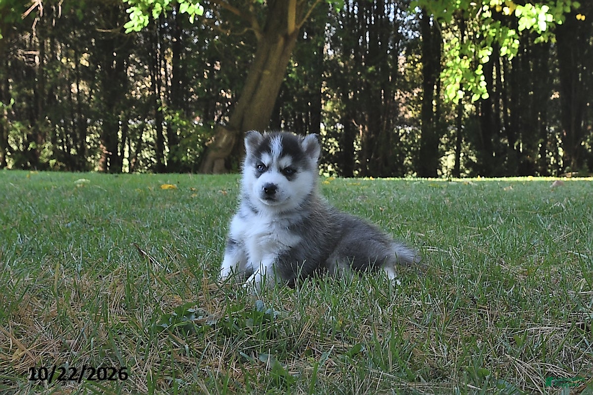 Pomsky dogs for sale: Silver Star  - Ad 2