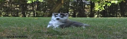 Pomsky dogs for sale: Silver Star  - Ad 2