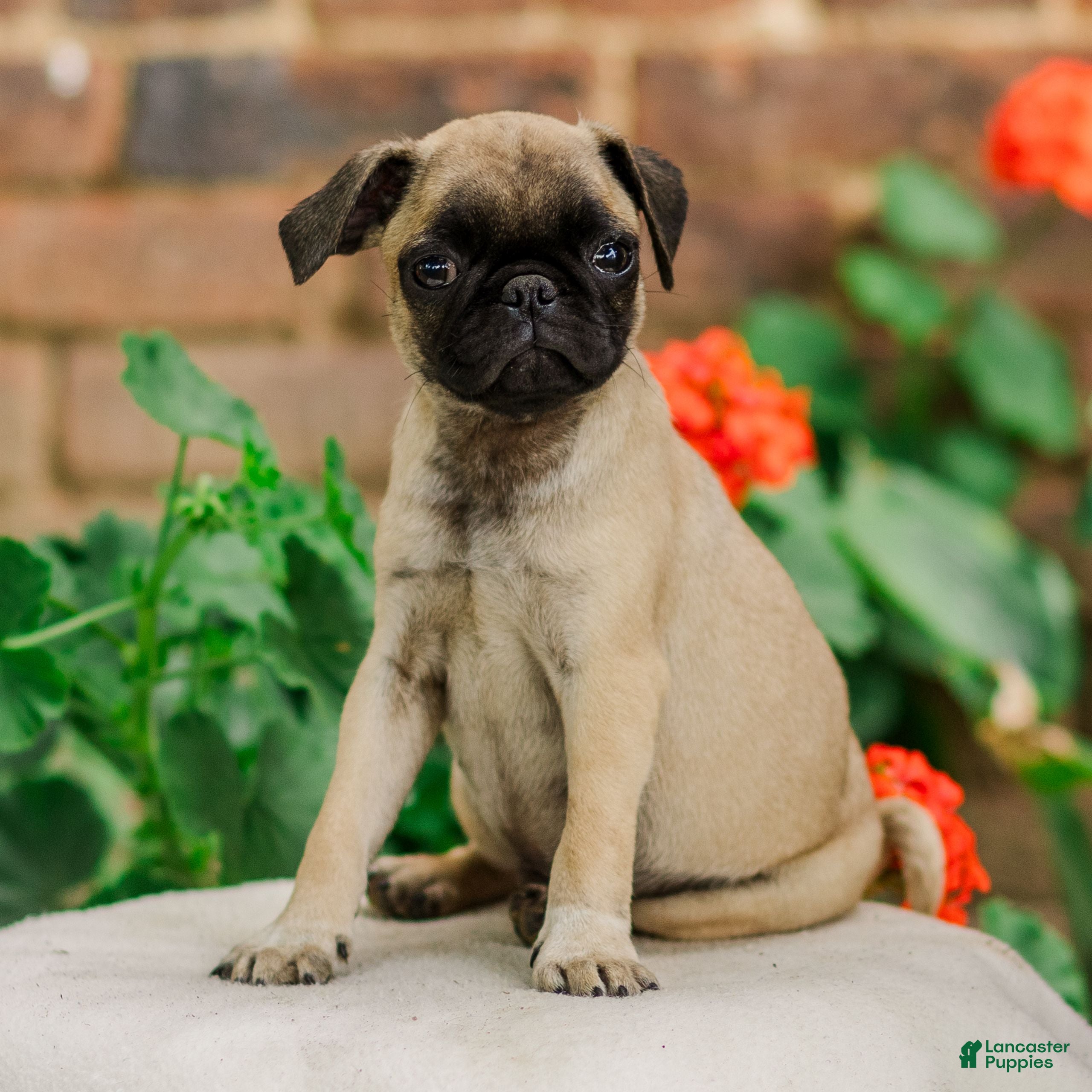 Pug dogs Socks  - Ad 2