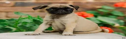 Pug dogs for sale: Socks  - Ad 2