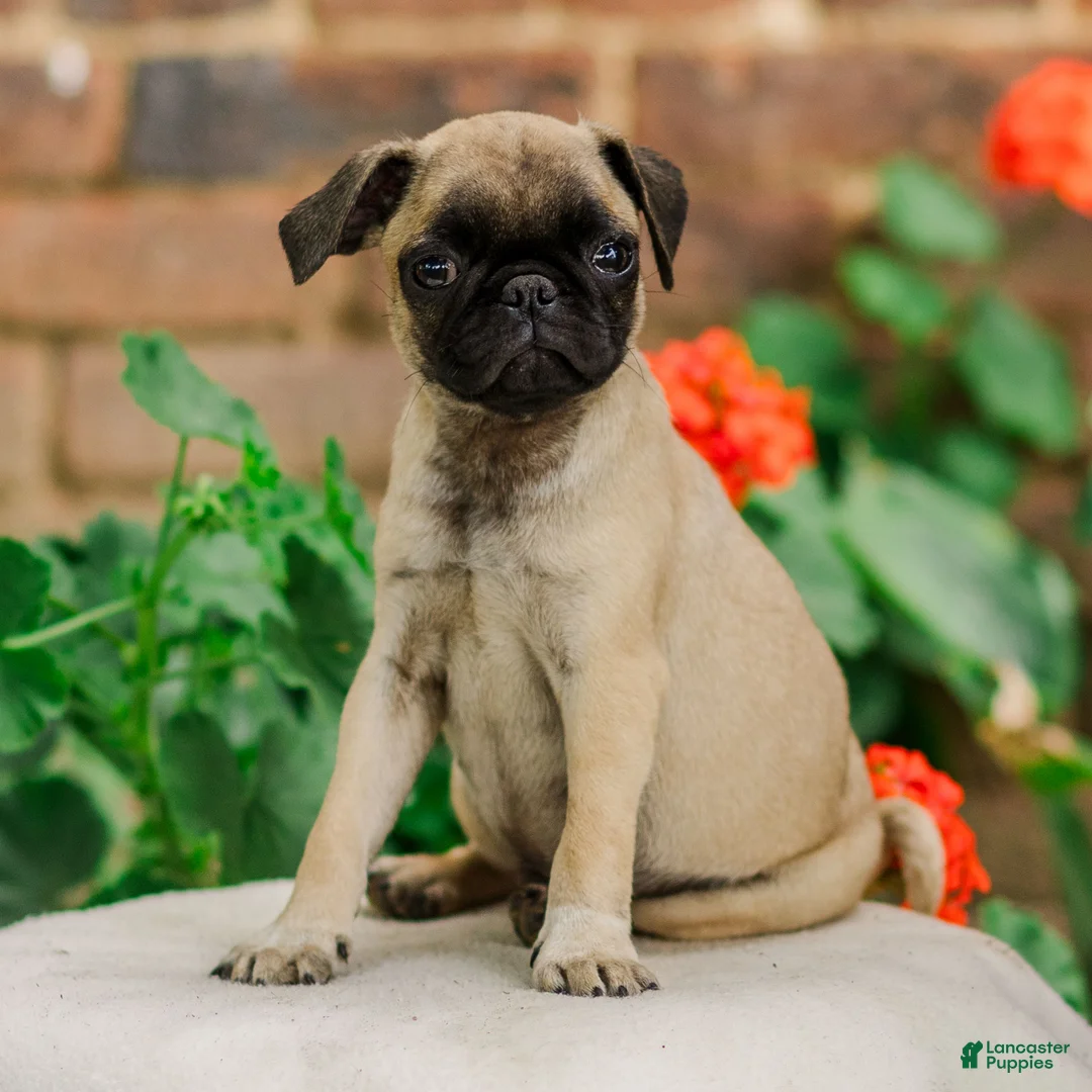 Pug dogs for sale: Socks  - Ad 2