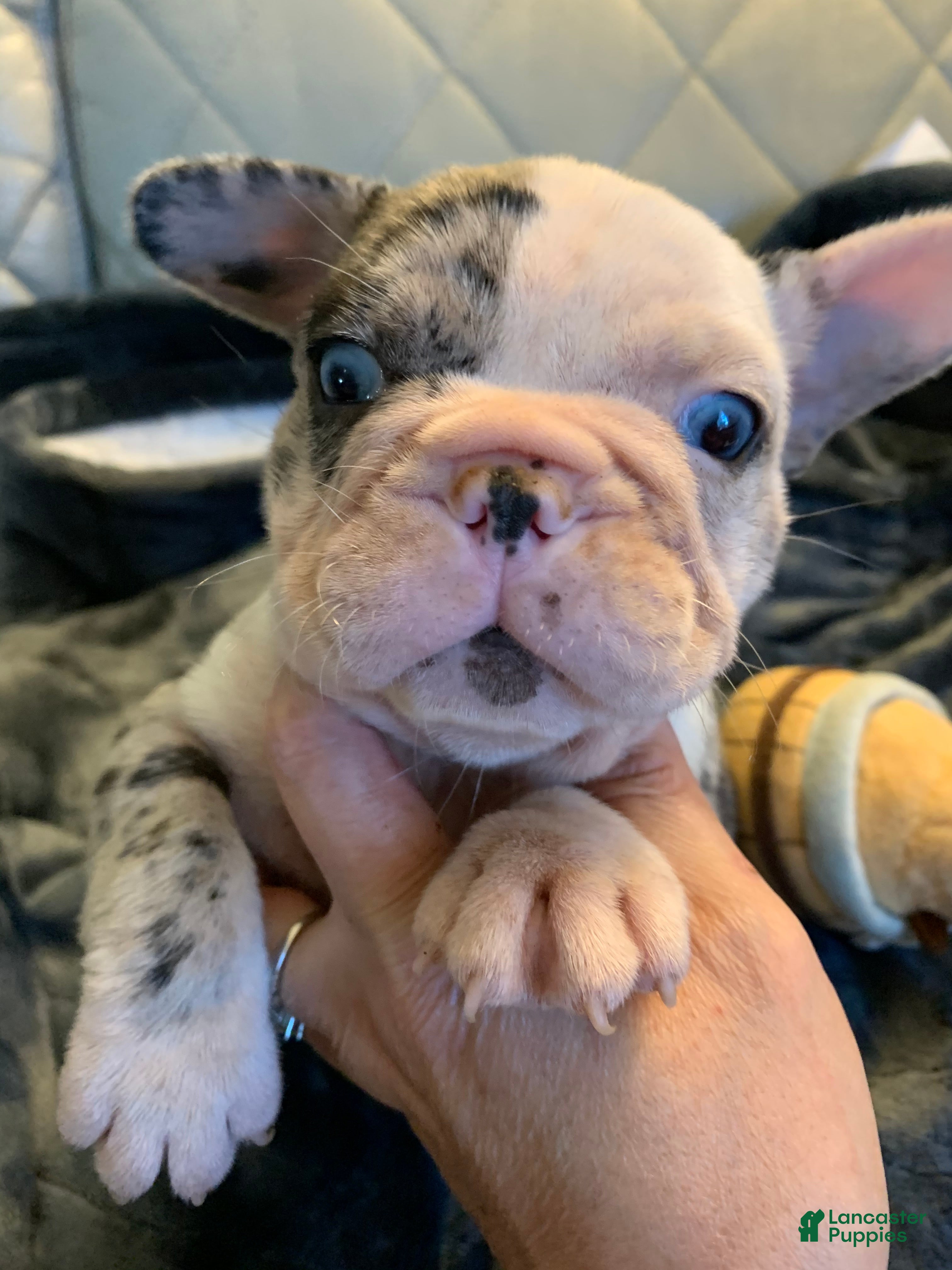 French Bulldog dogs French Bulldog 3 - Ad 5