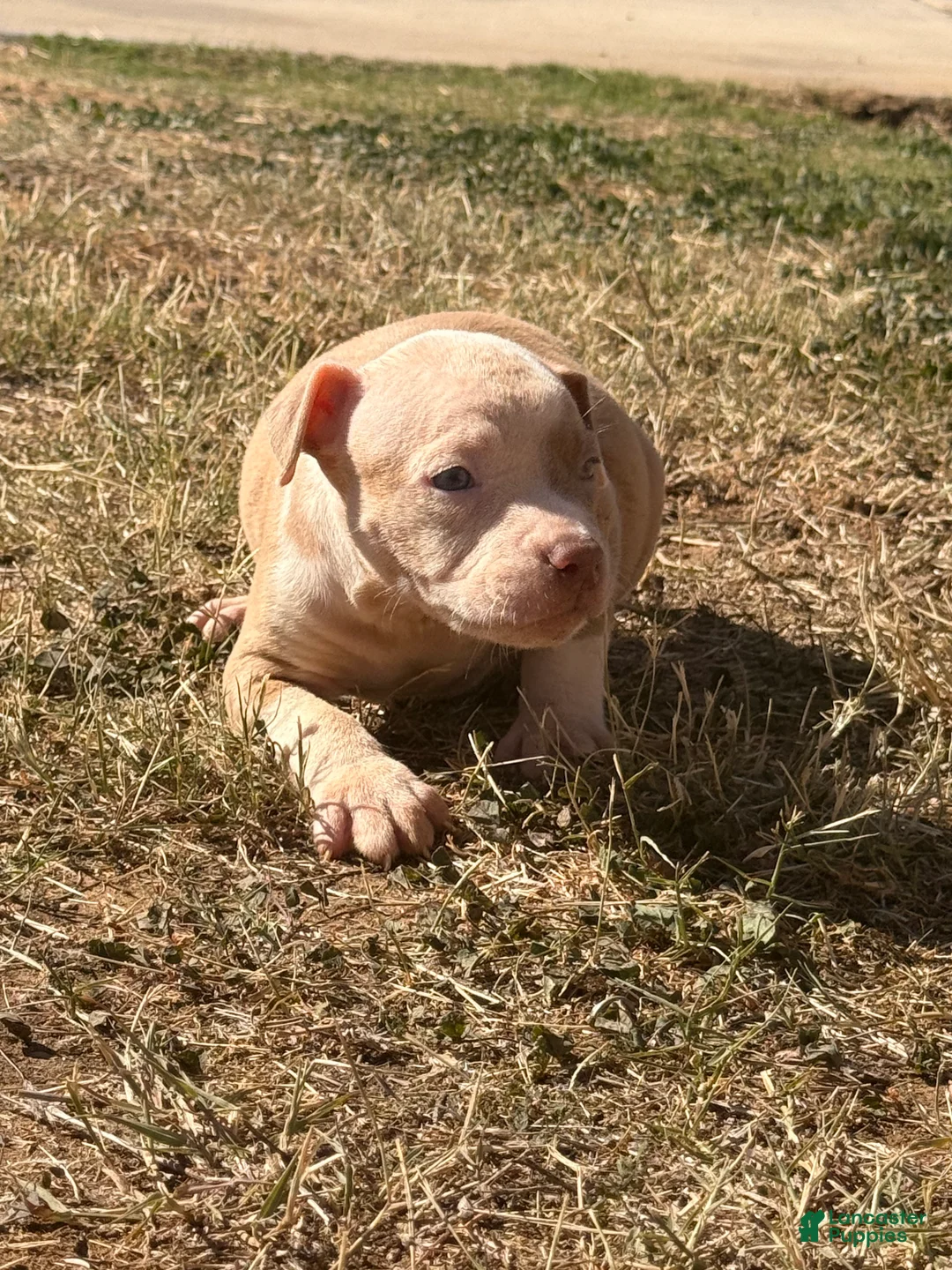 American Bully dogs for sale: American Bully Puppy 6 - Ad 2