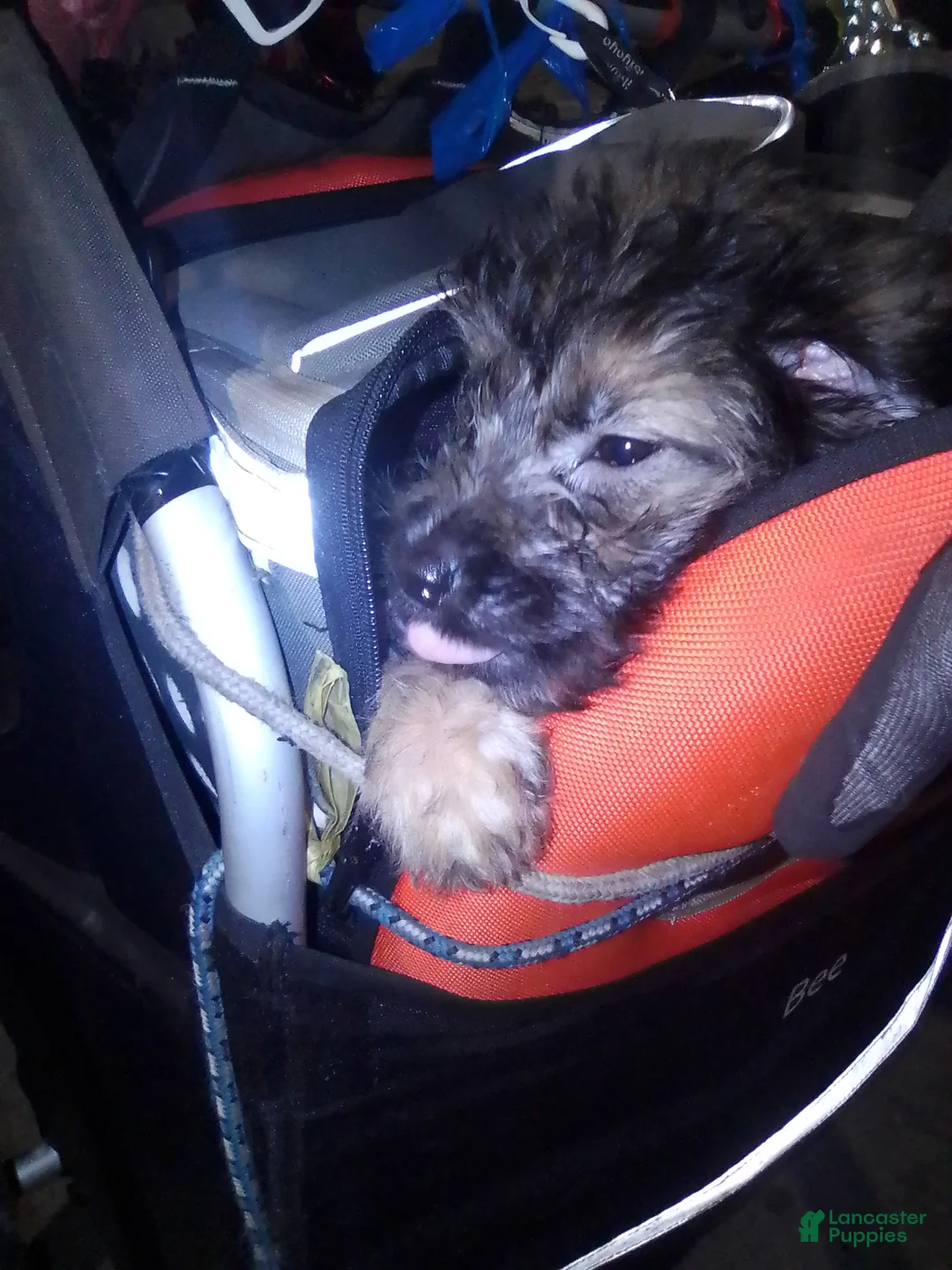 Mini Aussiedoodle dogs for sale: Mini Aussiedoodle Puppy 3 - Ad 8