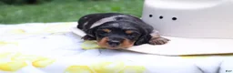 Miniature Dachshund dogs for sale: Millie  - Ad 3