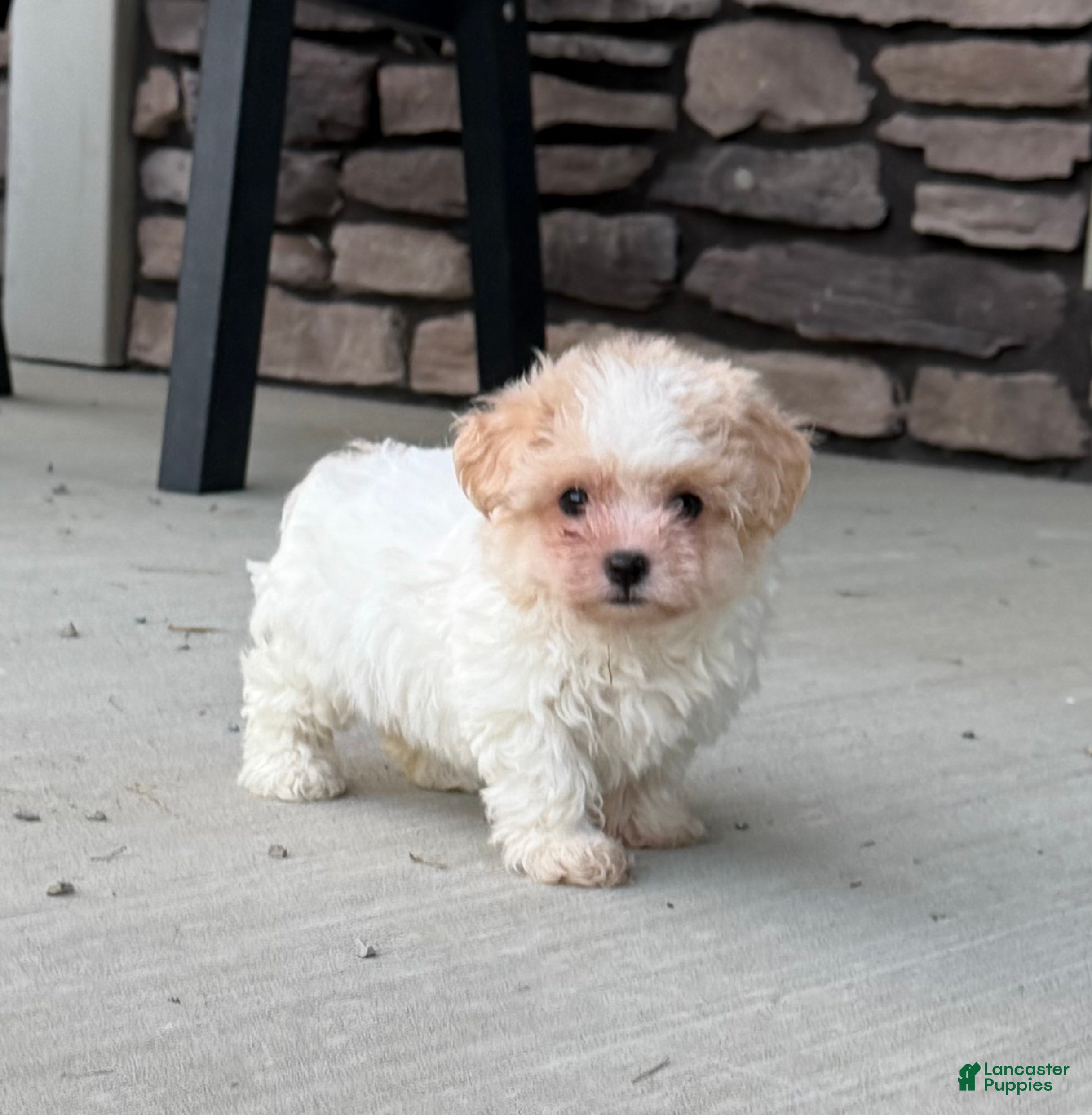 Teddy Bear dogs Riley - Ad 1