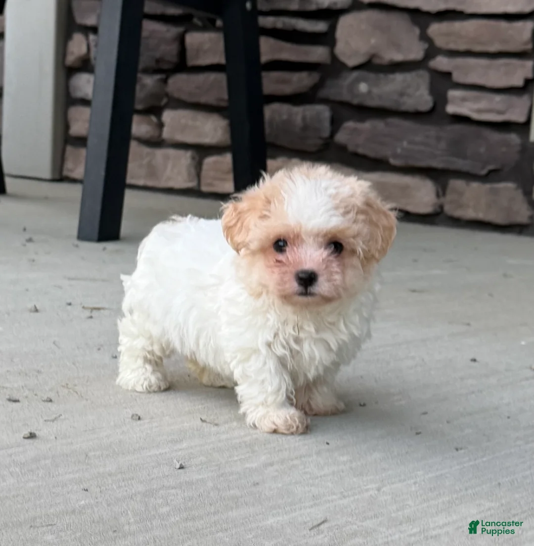 Teddy Bear dogs for sale: Riley - Ad 1