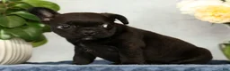 French Bulldog dogs for sale: Pez - Ad 5