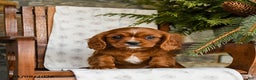 Cavalier King Charles Spaniel dogs for sale: Chocolate - Ad 1