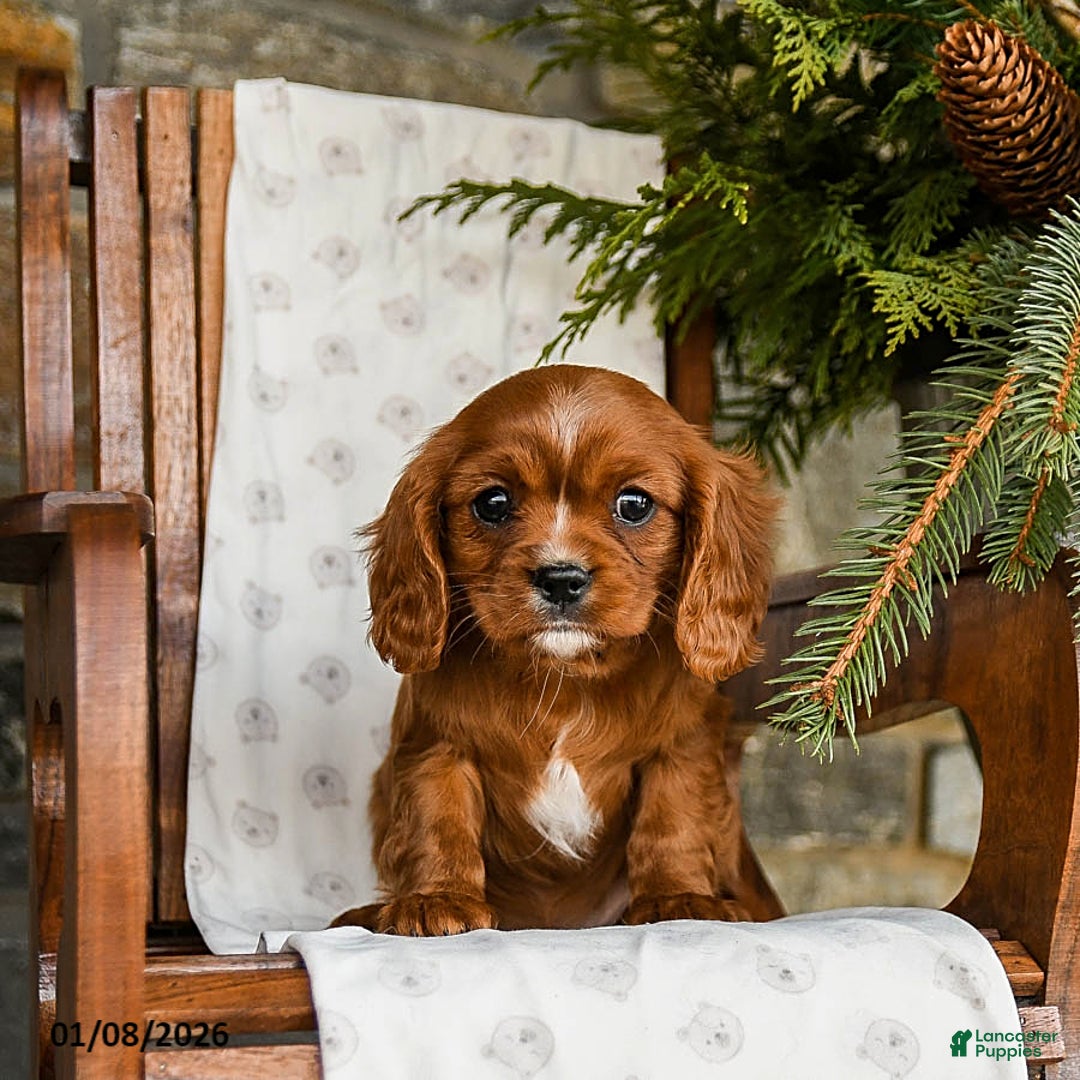 Cavalier King Charles Spaniel dogs for sale: Chocolate - Ad 1