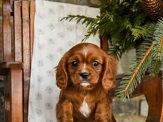 Cavalier King Charles Spaniel dogs Chocolate - Ad 40