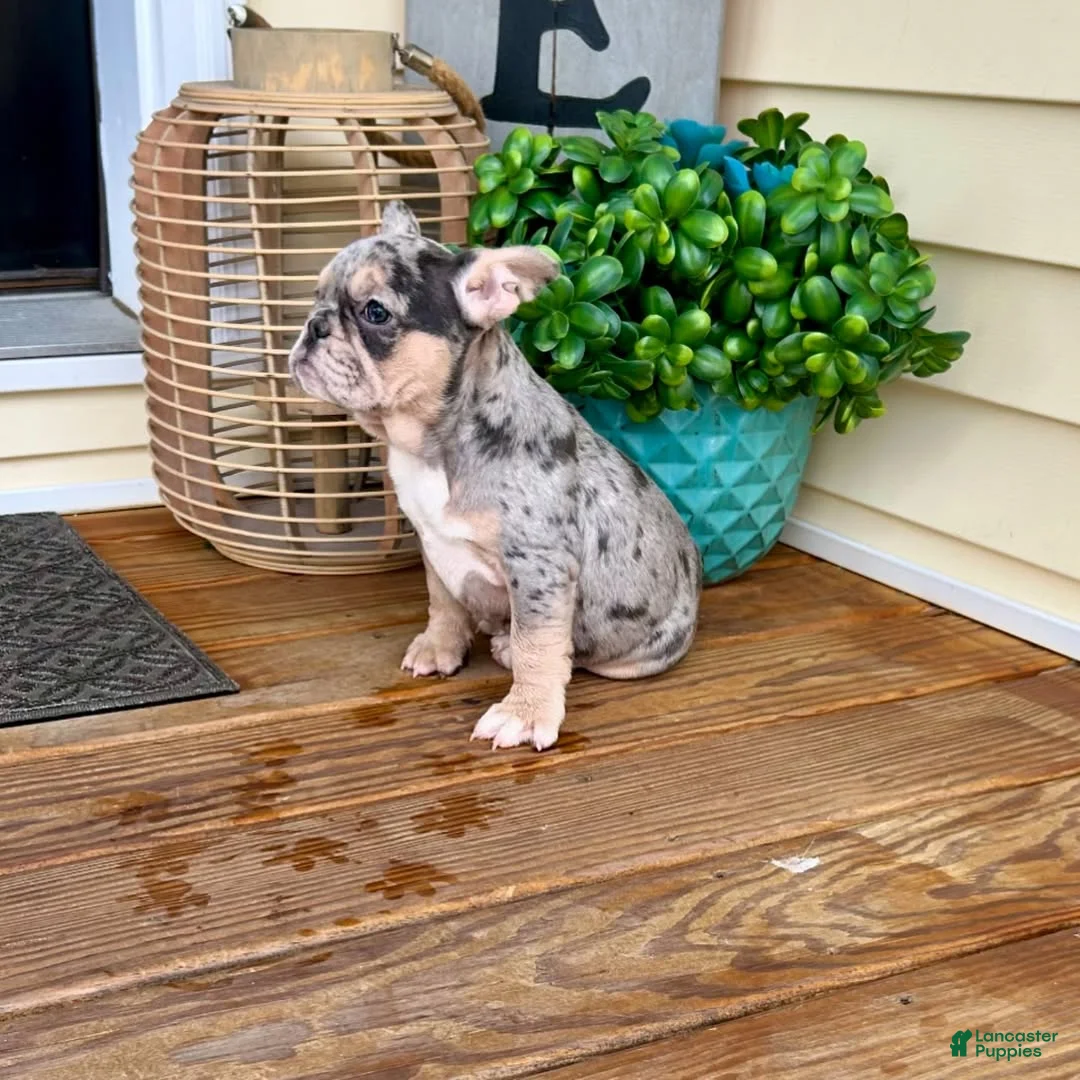 French Bulldog dogs for sale: French Bulldog Puppy 1 - Ad 2