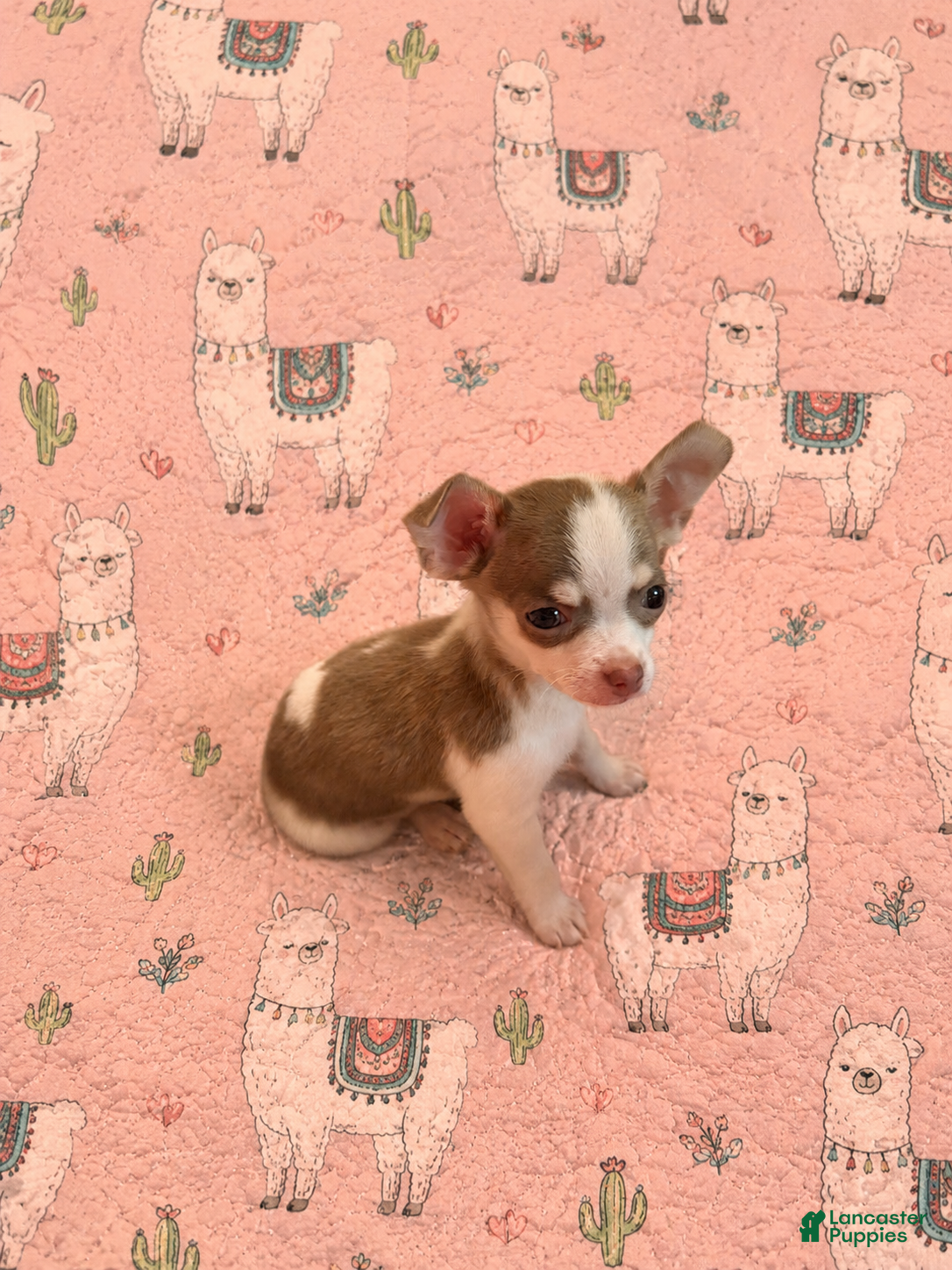 Chihuahua dogs Finley - Ad 1