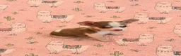 Chihuahua dogs for sale: Finley - Ad 1