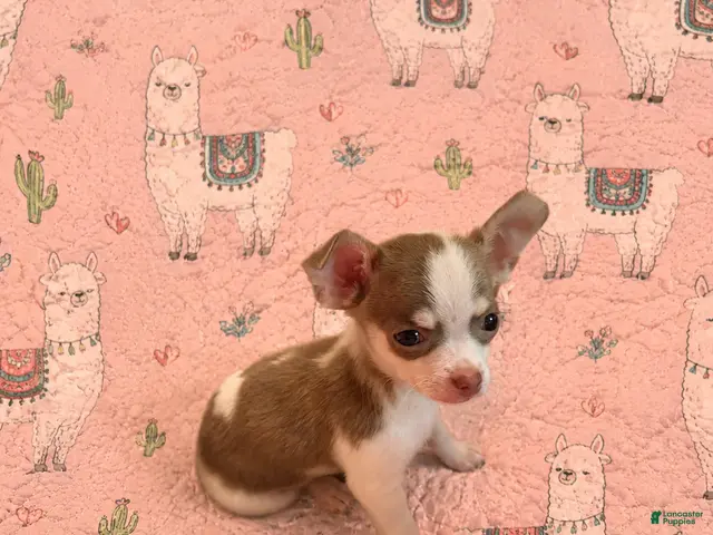 Chihuahua dogs for sale: Finley - Ad 1