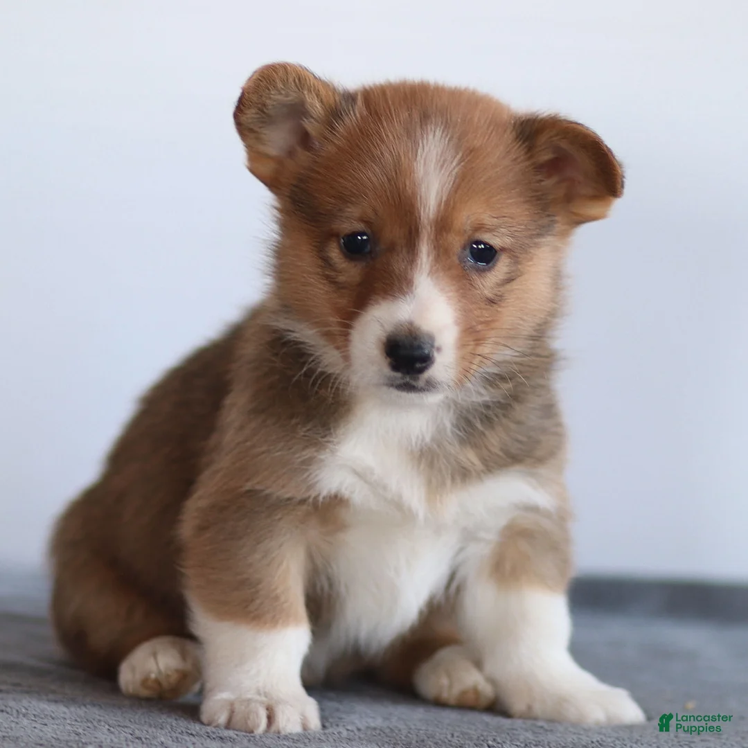 Welsh Corgi Pembroke dogs for sale: Kyler Welsh Corgi Pembroke - Ad 16