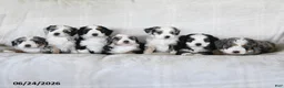 Bernedoodle dogs for sale: Stella - Ad 5