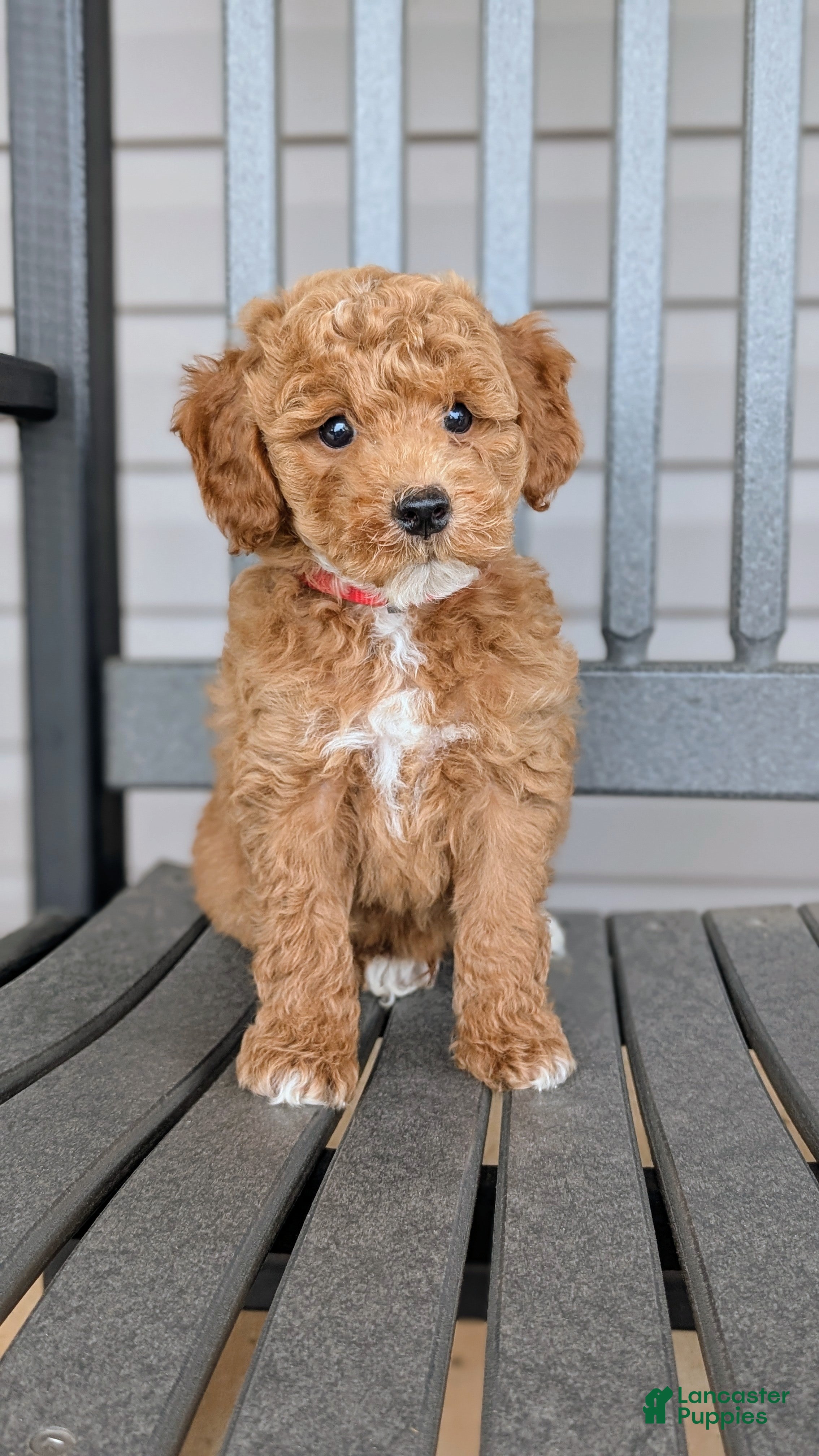 Mini Goldendoodle dogs Milo - Ad 1
