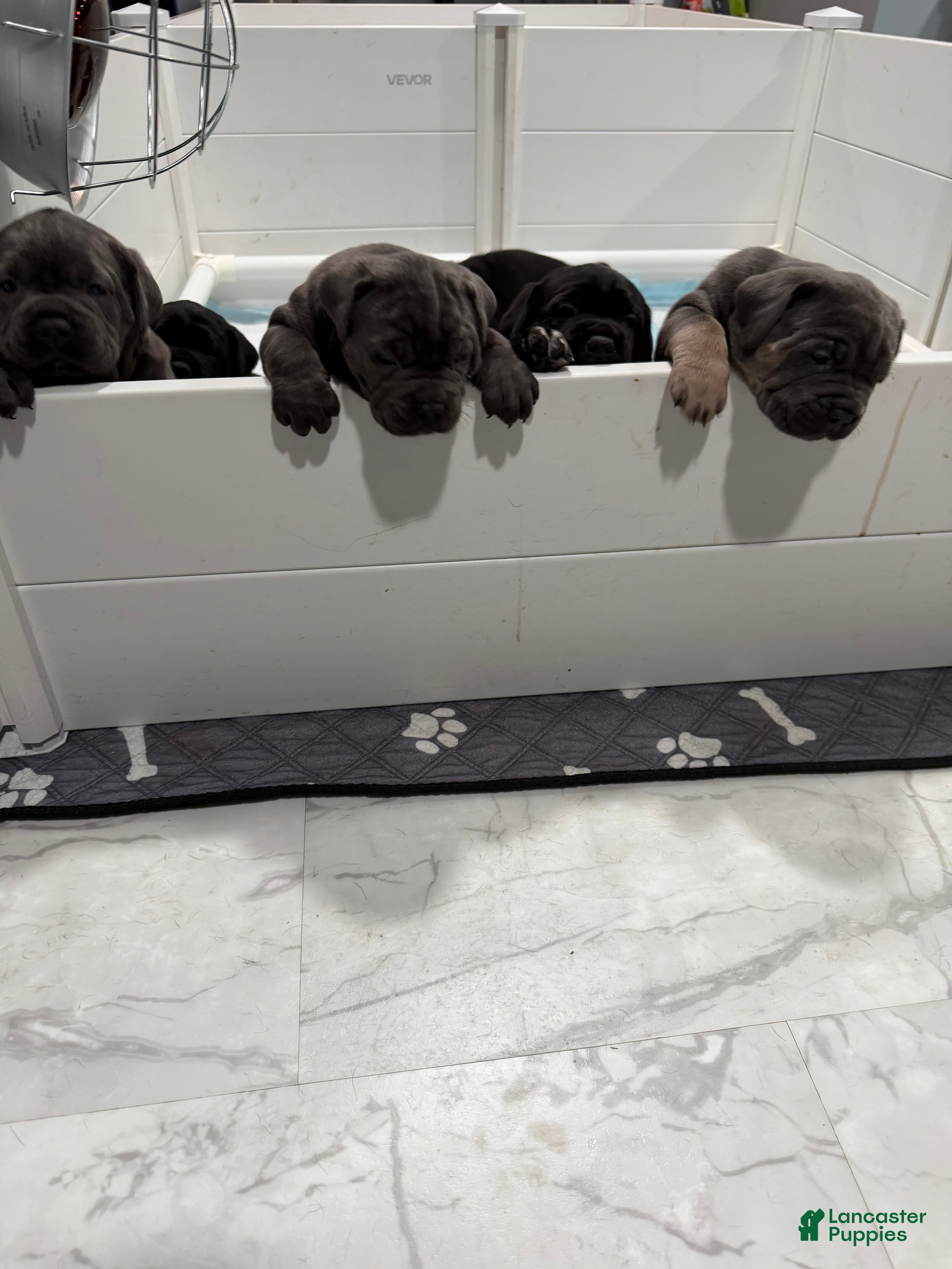 Cane Corso dogs for sale: Cane Corso Puppy 5 - Ad 1