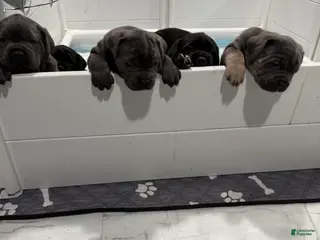 Cane Corso dogs Cane Corso Puppy 5 - Ad 1
