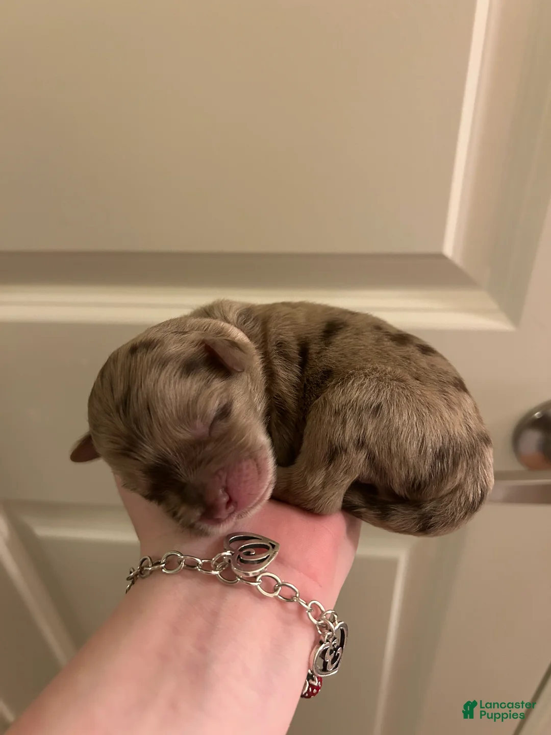 Mixed Breed dogs for sale: cupid - Ad 1